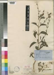 Image result for Petalidium