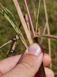 Image result for Heteropogon melanocarpus