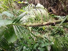 Image result for Calamus deerratus