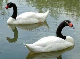 Black And White Swan Beautiful Black And White Swans Swan Beautiful Birds Black Neck
