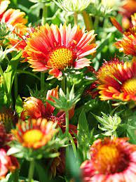 Pin On Gorgeous Garden Plants