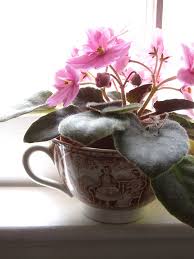 Plants and leaves wrapped with care and shipped to your door. Tea With Friends Miniature African Violets In Teacups