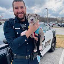 Check out our puppies featured on t.v.s animal planet / too cute series ht. Police Officer Adopts Abandoned Pit Bull Puppy He Found While On Duty People Com