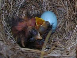 Here is a small sampling of baby songbirds. My First Bluebirds Then Tragedy