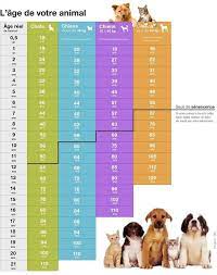 quel est l age reel de nos chiens et de nos chats chats chiens de est lage nos quel reel age chien chien age chat