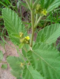 Image result for Waltheria indica