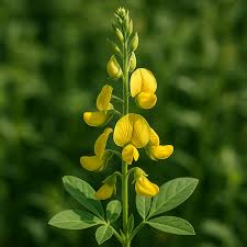 Image result for Crotalaria valida
