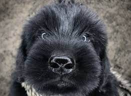 Maybe you would like to learn more about one of these? Kentucky Giant Schnauzers Quality Pups And Young Adults For Sale Sharing Our Love Of Giant Schnauzers With The World
