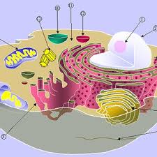 No need to register, buy now! 2 Schematic Of Typical Animal Cell Showing Subcellular Components Download Scientific Diagram