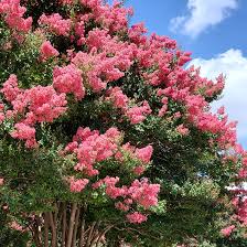Creeping myrtle or vinca minor is a trailing flowering plant, and is commonly grown as a groundcover in temperate regions. Crapemyrtle Crape Myrtle Tree On The Tree Guide At Arborday Org