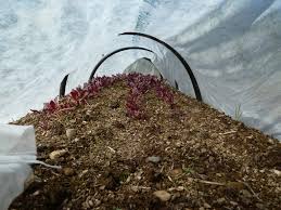 Choosing the right cover crop and knowing how to manage it, however, is important. How To Prepare A Raised Garden Bed For Winter Hello Homestead