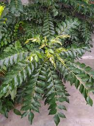 Jadi, perlu menanam pokok kari supaya lebih mudah untuk diambil sekiranya perlu. Ulam Pucuk Kari Bukan Sahaja Sedap Malah Banyak Khasiat Sayangnya Ramai Tak Tahu Keluarga