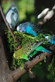 Pericos Australianos Muhabbet Kuslari Kus