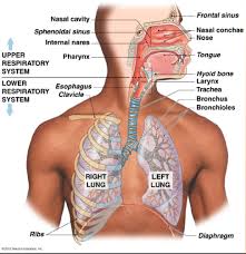 For example, constriction of blood vessels which feed the. Ch 23 Respiratory System Lecture Flashcards Quizlet