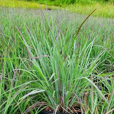 Image result for Schizachyrium claudopus