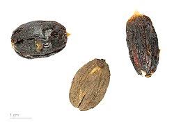 Image result for Balanites aegyptiaca