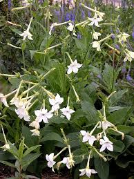 Tobacco flower is a musky tobacco fragrance with a touch of leather. Nicotiana Alata Wikipedia