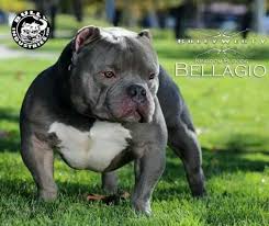 We raise lovers not fighters. Pin By Latoya Bell On Dogs Bully Pitbull American Bully Bully Dog