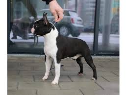 This spontaneous boston terrier puppy is ready to meet his new best friend. Boston Terrier Puppies Animals Alma Colorado Announcement 194850