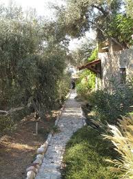 Hier erfahren sie alles wichtige rund um die. Bananenpflanze Im Garten Picture Of Villa Narlidere Datca Tripadvisor