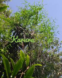 Image result for Periploca linearifolia
