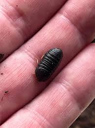 Image result for Emilia debilis