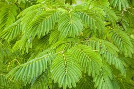 Image result for Albizia