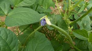 Image result for Vigna reticulata
