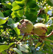 Image result for Juglandaceae