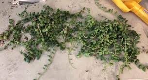 Usually there are telltale signs that would tell you clearly whether a succulent is being overwatered or underwatered. Why Is My String Of Pearls Plant Dying And How To Save It Succulent Plant Care