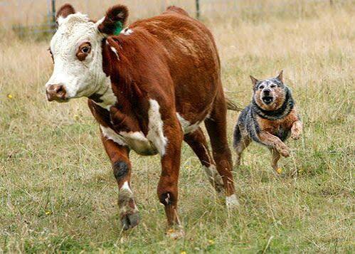 Perros sí o perros no? El debate sobre su rol en la ganadería – ZonaCampo