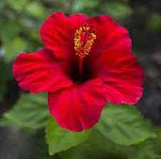 Most of the time, that should not be a problem. 23 Plants Poisonous To Dogs Ideas Plants Poisonous To Dogs Plants Toxic To Dogs Plants