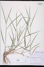 Image result for Steinchisma laxum