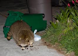 Check spelling or type a new query. This Big Giant Raccoon Had A Hold Of My Leg And Was Biting Away Oakville Woman Relieved To Learn That Animal Didn T Have Rabies The Star