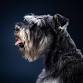 Pet Photography Course event image