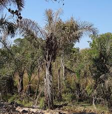 Image result for Raphia farinifera