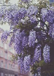 Blue And Purple Tones Of The Print Shop Ulrika Ekblom Photography Flower Landscape Flowers Photography Lavender Aesthetic