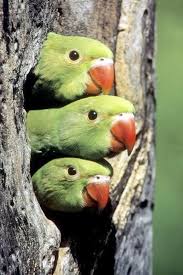 Birds For Sale In Florida Now That S Sweet Florida Parakeets In The Wild Animals Beautiful Pet Birds Nature Birds