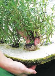 Modular Aquaponics Agriculture Monthly
