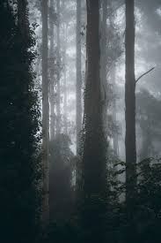 Accio Forest Misty Forest National Parks Forest