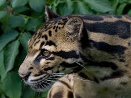 Jun 02, 2021 · free online jigsaw puzzle game Top 10 Unique Wild Animals In Indonesia Ics Travel Group