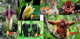 Maybe you would like to learn more about one of these? Mengenal Jenis Jenis Fauna Dan Flora Endemik Pulau Sumatra Hirojuara Websitenya Sang Juara