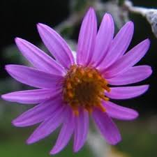Image result for Felicia filifolia