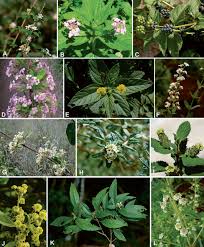 Image result for Lantana ukambensis