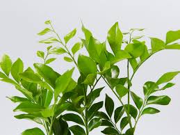 Commonly known as orange jessamine, it is a popular plant. Coastal Plants For Sale Suitable For Coastal Gardens Shop Online
