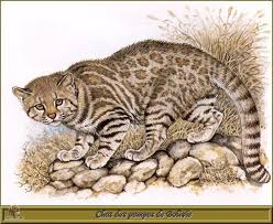 Pajeros) with a more restricted definition. Colocolo Alchetron The Free Social Encyclopedia