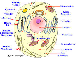 Animal cell diagram labeled vein in plant cells brain cells clipart plant cell diagram for class 5. Solved Draw A Labelled Diagram Of An Animal Cell Self Study 365