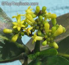Image result for Psychotria capensis