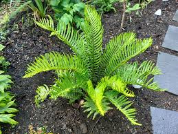 Image result for Blechnum attenuatum