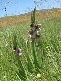 Image result for Gladiolus ecklonii